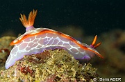Hypselodoris iacula-Wakatobi Pasar wajo jetty-9m-20180602-Denis-ADER-DSC_3392_tn